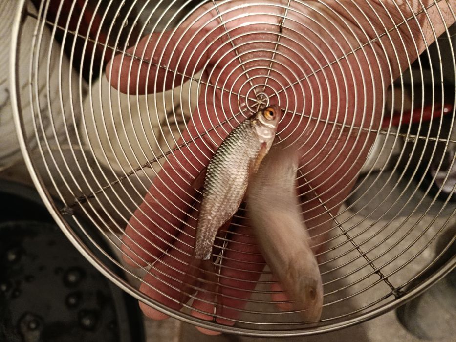 Малек плотва в наличие