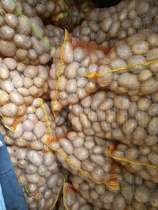Vând cartofi de consum sămânţa  pentru animale animale