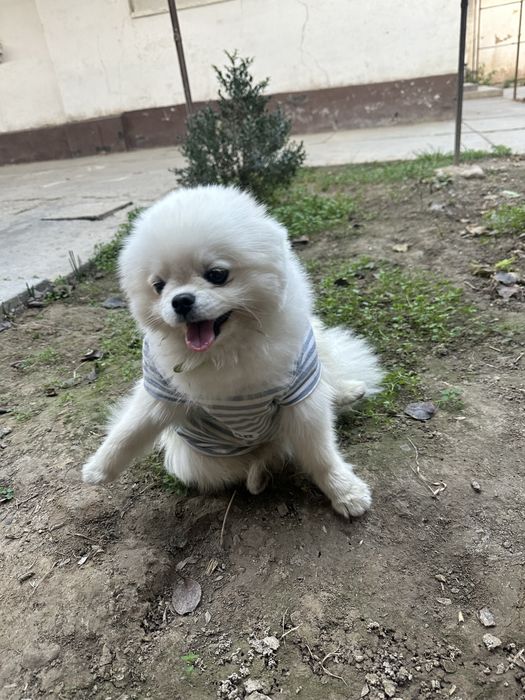 Продаетьса собачка