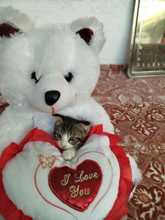 Пародали мушук болари