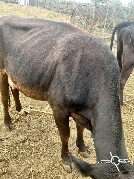Vaca buna de lapte de 3 ani crescuta Bio pe camp