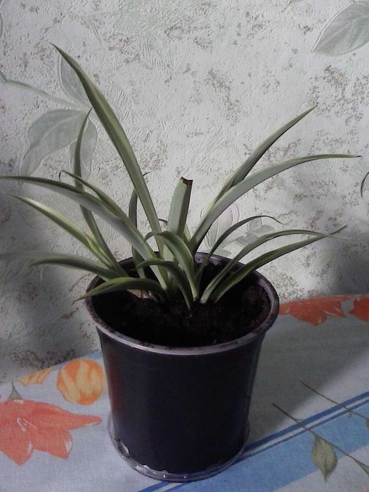 Хлорофитум  хохлатый