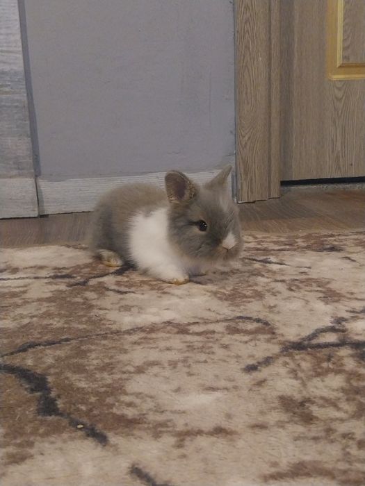 Pui iepurasi miny-toy miniatura ( rasa pitica).!