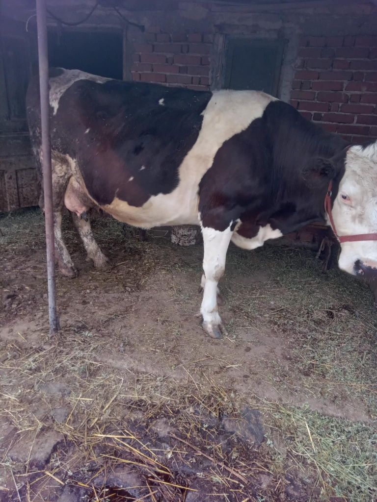 Vaca cu lapte e la al 8-lea vițel