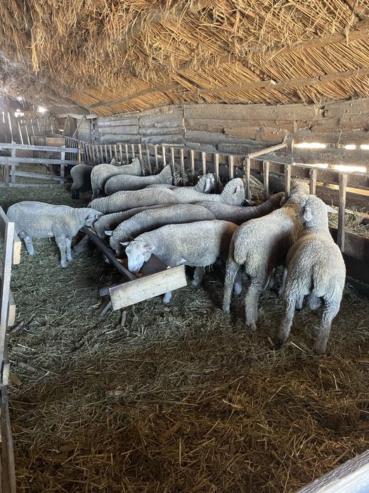 Berbecuti rasa de carne