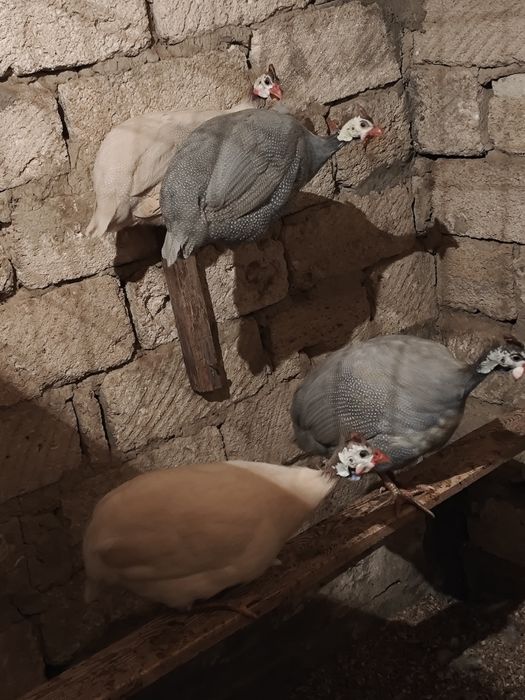 Цесарка сатылады