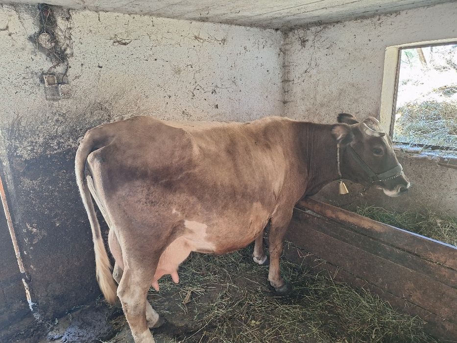 Vaca buna de lapte de vanzare