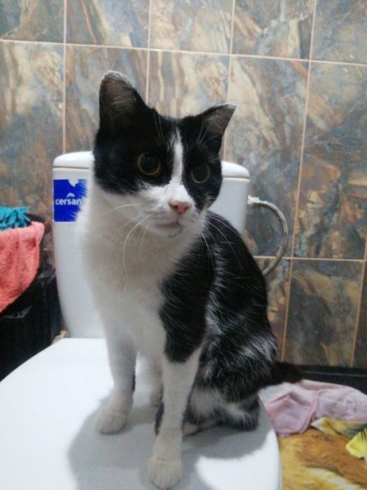 Отдам кошечку в добрые и отзывчивые руки