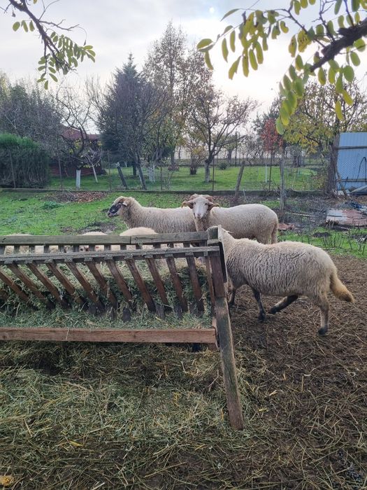 Berbec tanar pentru pastrama