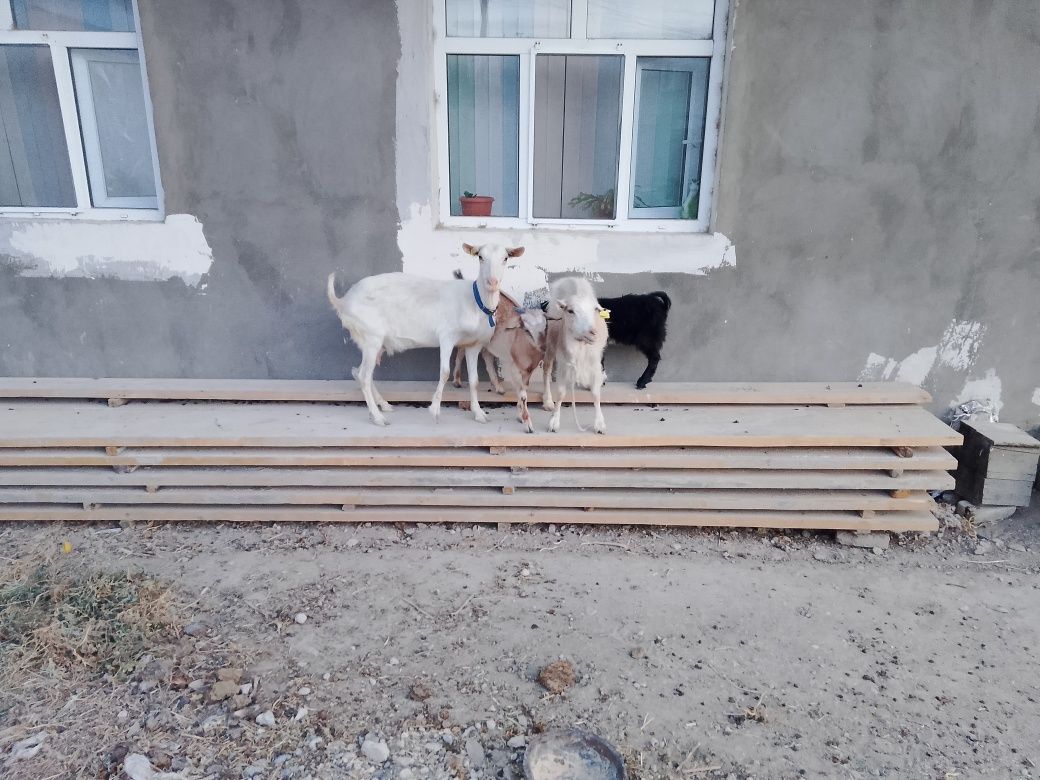Сүтті ешкілер лақтарымен