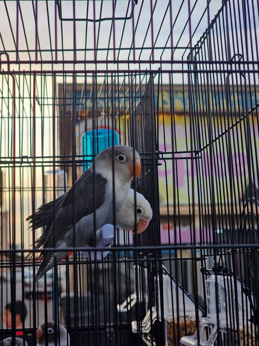 Неразлучники Фишеры