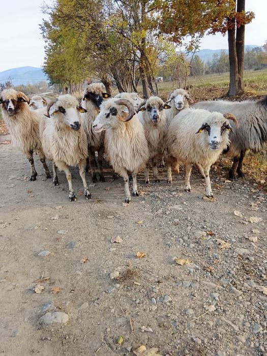 Vând oi reforme sau de ținut