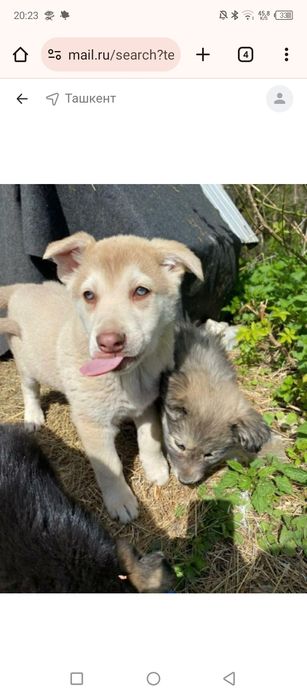 Хаски xaski сотлади щенки kuchuk sotladi