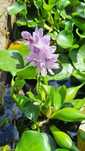 Продавам Воден зюмбюл, Воден хиацинт (Eichornia crassipes)