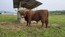 Taur Scoțian Highland original cu acte