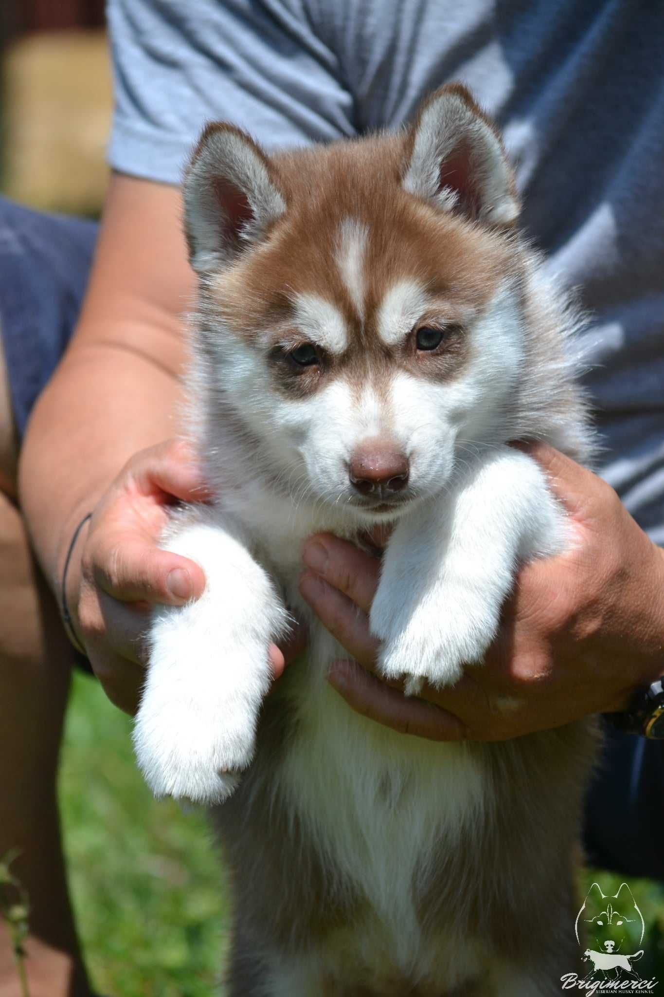 Husky Siberian cu pedigree