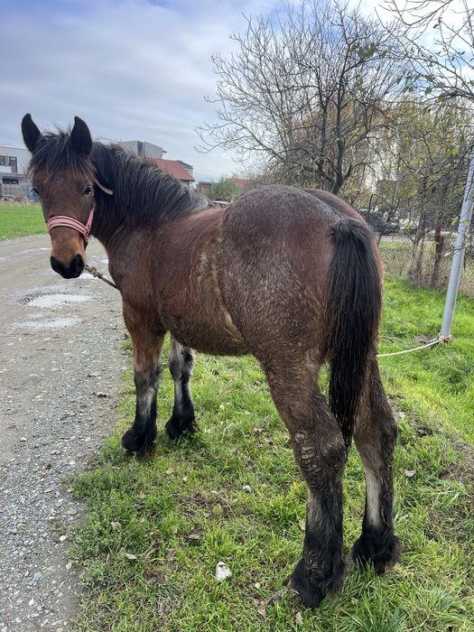 Vand manz semi greu cu influenta belgiana