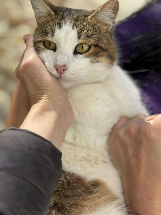 Мъжко коте търси дом