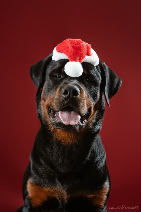 Вязка! Ротвейлер ищет невесту!