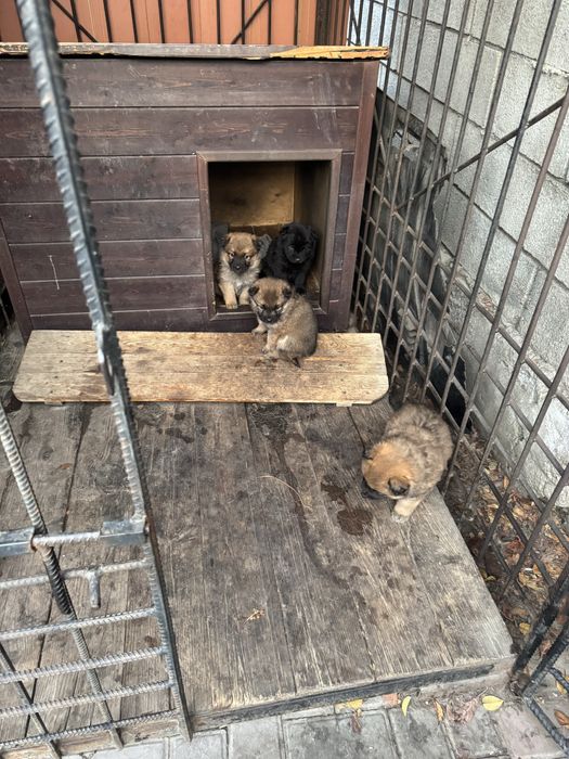 Отдам щенков бесплатно