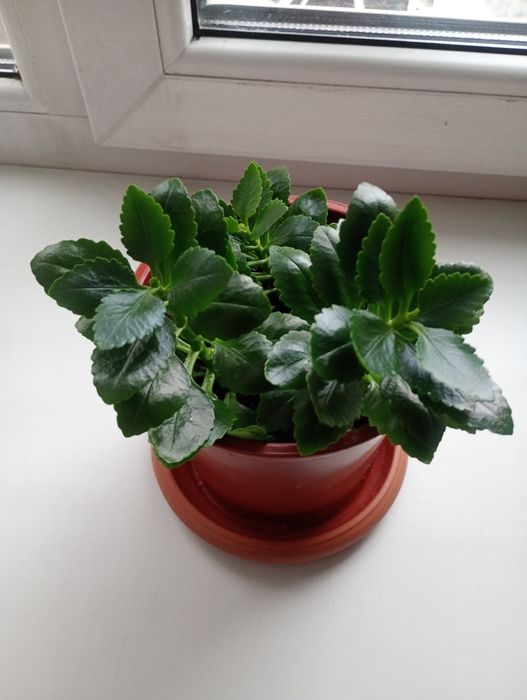 Продам каланхоэ оранжевый.