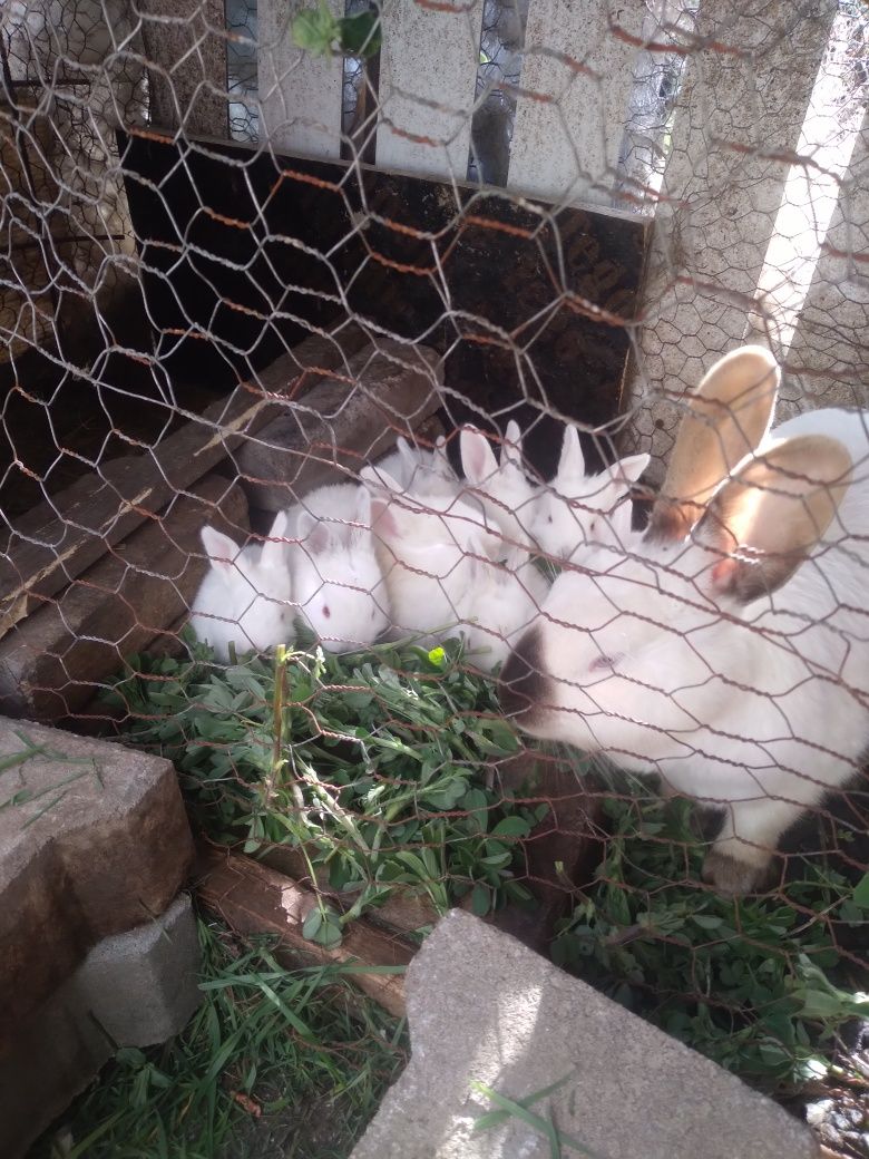 Iepurași albi de vinzare in Chitila