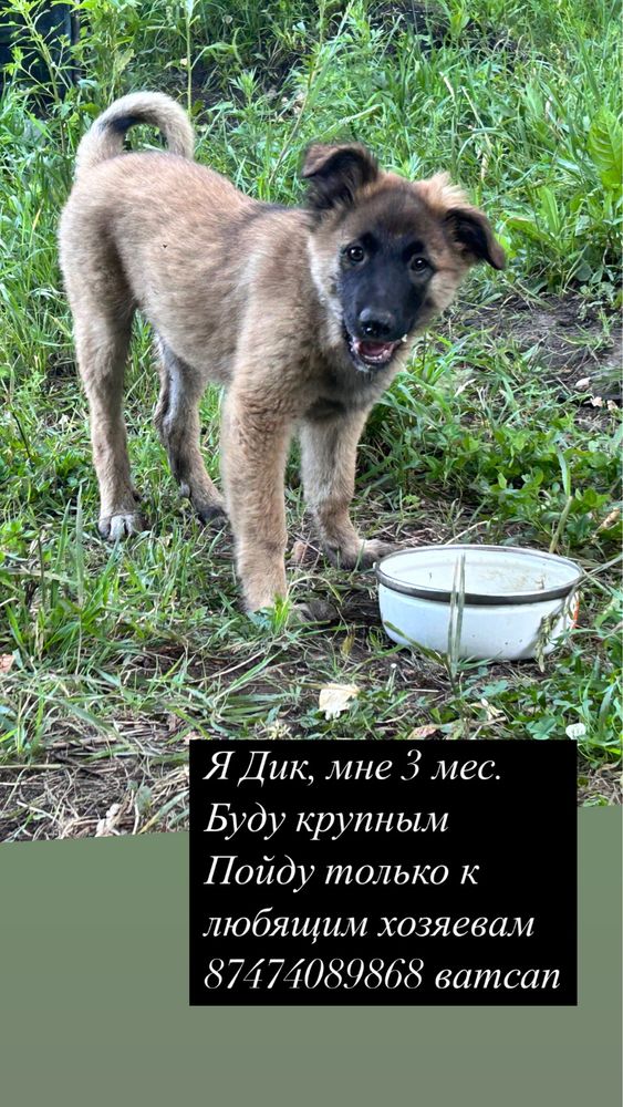 Отдам щенков лучшим хозяевам.