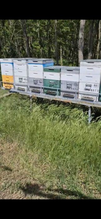 Vand remorca apicola modul