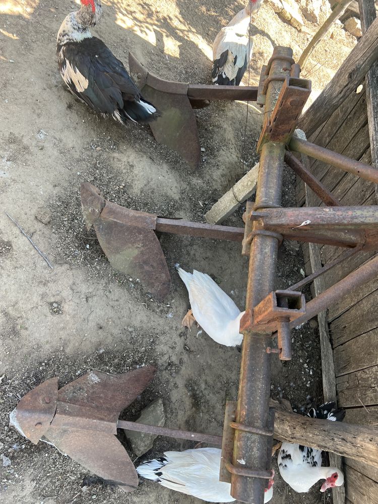 Vand caruta pentru tractor  +alte utilaje