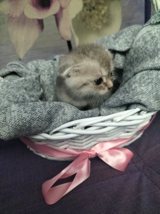 Продам очаровательную шотландскую кошечку