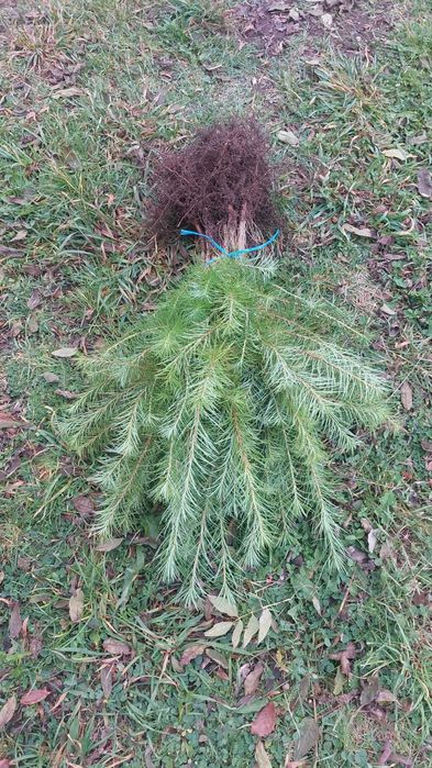 Puieti larice japoneza- Larix kaempferi