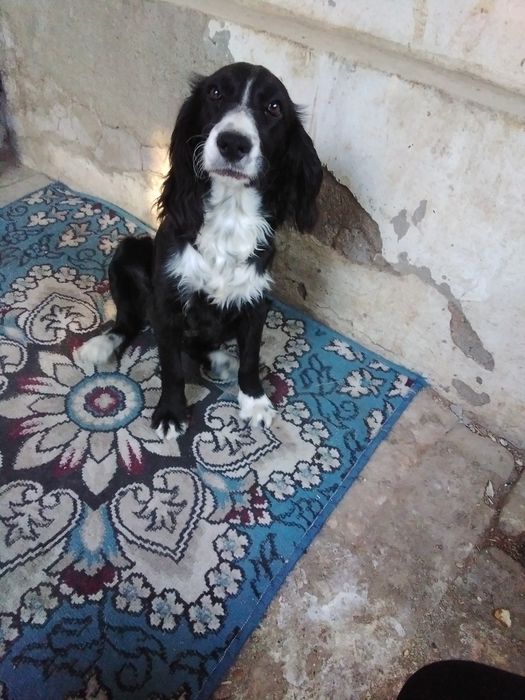 Спаниэль орегинал