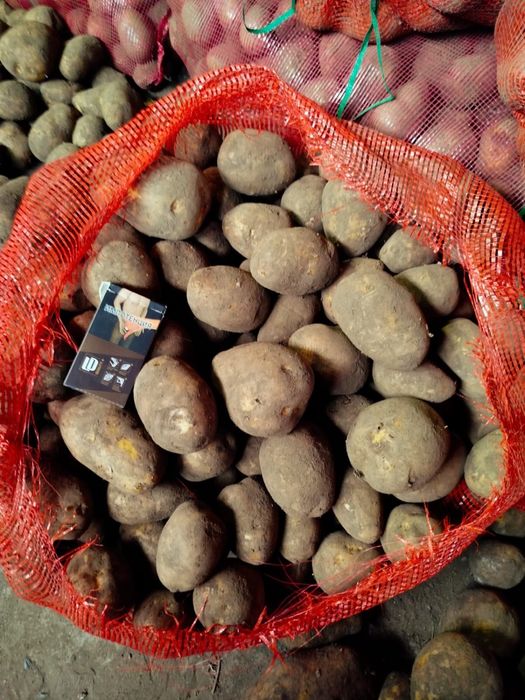 Картофель сорт гала оптом от 20 тонн