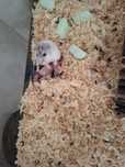 Vând hamsteri siberieni
