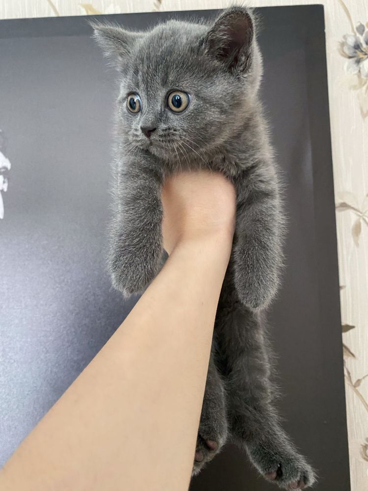 British shorthair blue puiut
