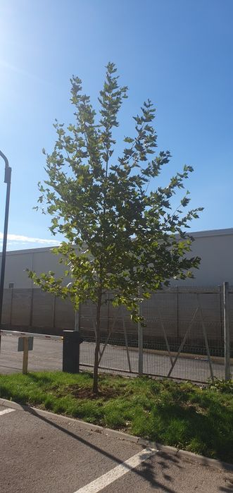 Mesteacăn Tei platani Stejar artari