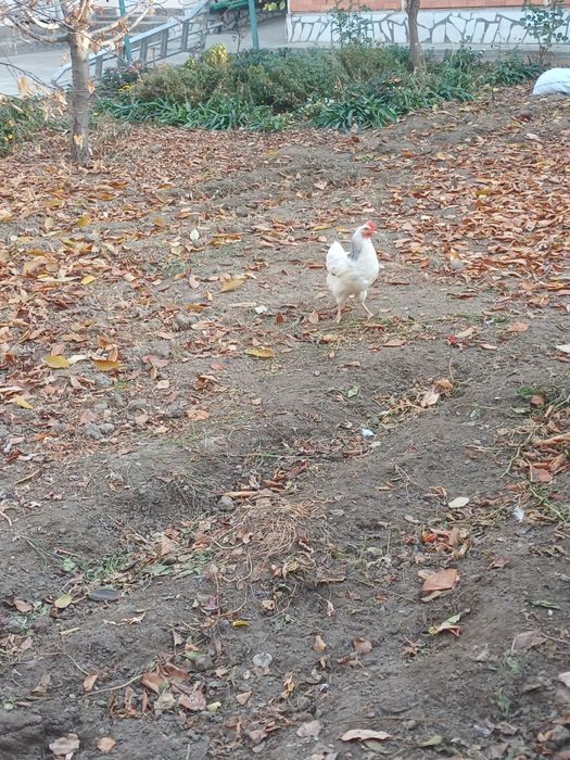 Адлер серебристый