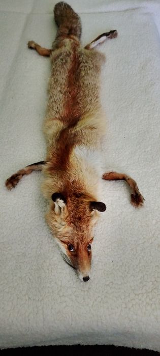 Лисица от Германия