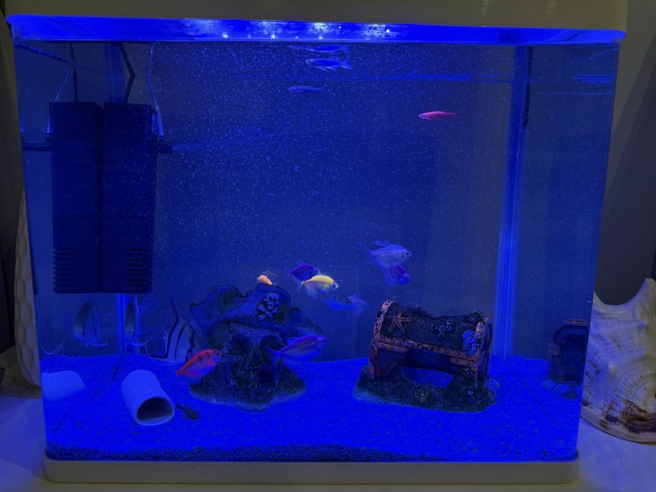 Аквариум с рыбками