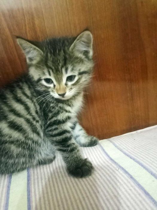 Отдам даром котят в хорошие добрые руки