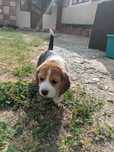 Beagle Tricolor - Femela