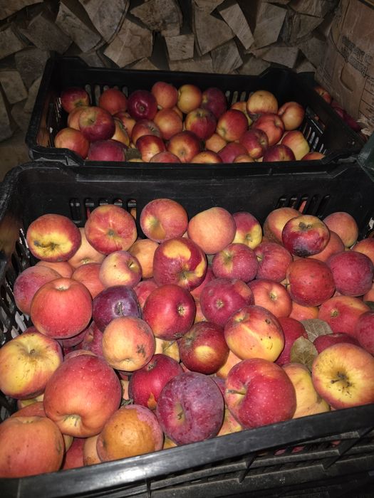 Mere Florina și Idared