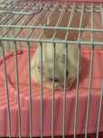 Donez hamsteri cu toate accesoriile
