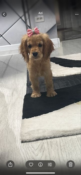 Cocker Spaniel – 2 luni, 2 vaccinuri, 2 deparazitări