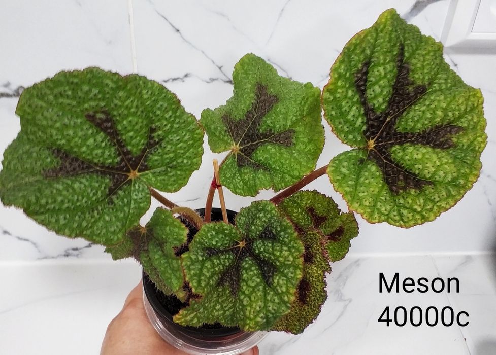 Бегонии декоративно лиственные.