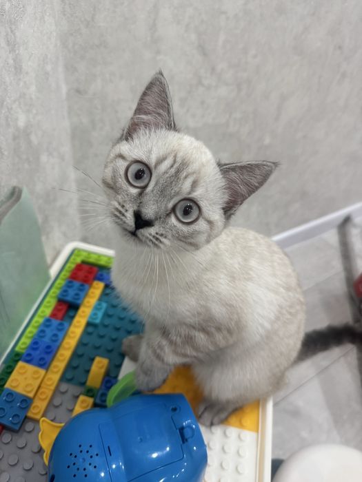 Отдадим котенка в добрые руки! (Мальчик 4 месяца)