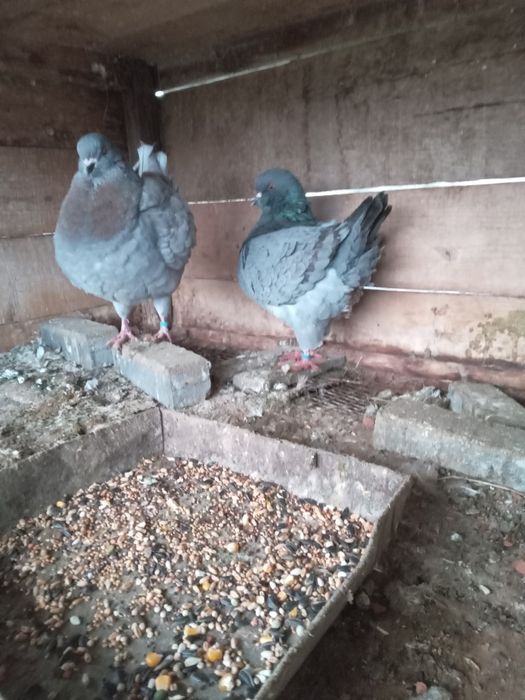 Kingi perching tineri