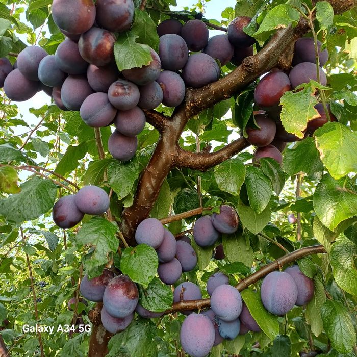 Prune  mari de consum