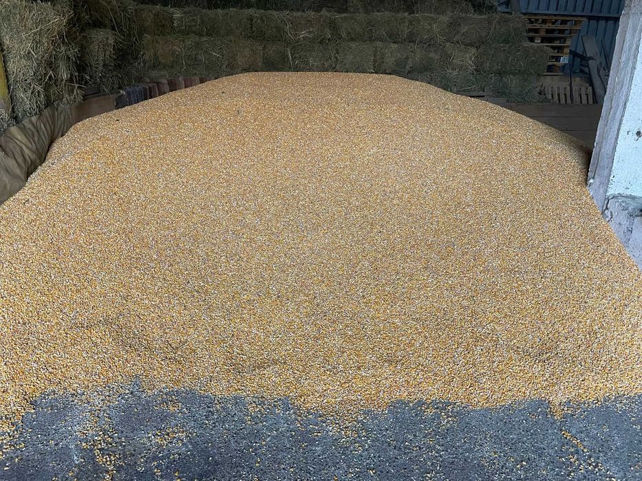 Vand porumb 25 tone 1,2 lei/kg