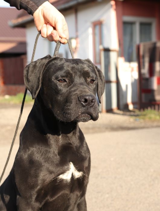 Mascul cane corso- 7 luni cu pedigree